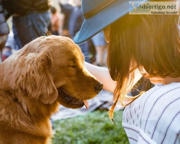 What Is The Best Way To Improve Your Dog&rsquos Life