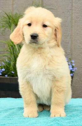 Golden retriever (8 weeks old)