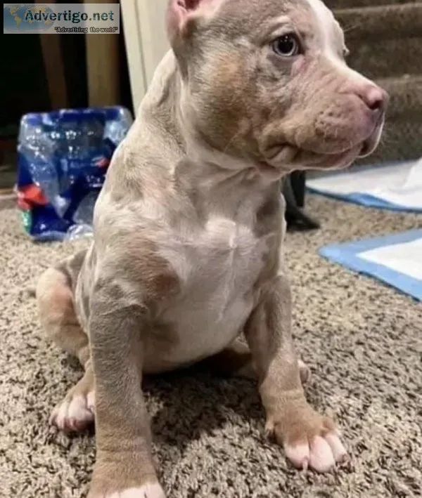 Puppies