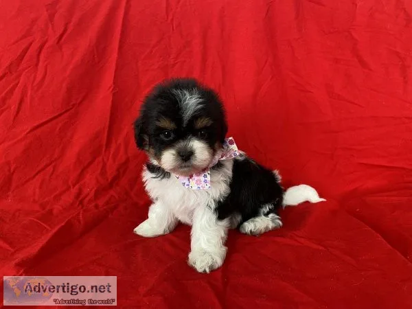 MalShi Puppies