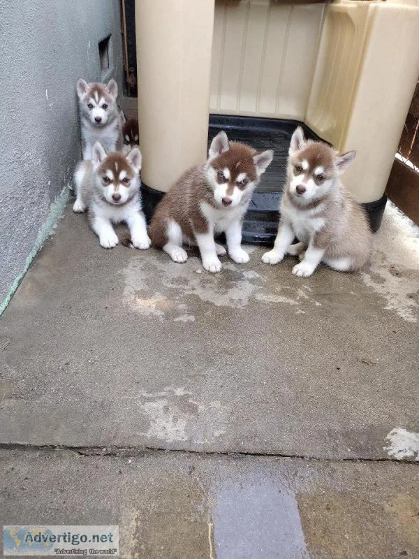 Siberian Husky
