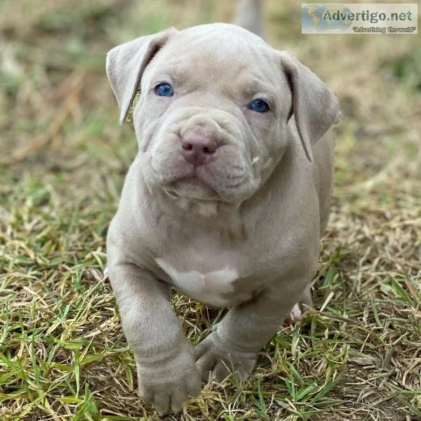 Athletic bluenose Bully Puppies For Sale