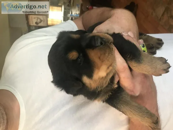Rottweiler puppies