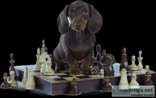Brain Training for Dogs - Unique Dog Training Course