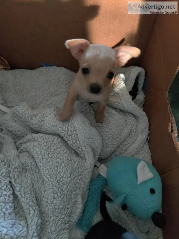 Chihuahua puppies