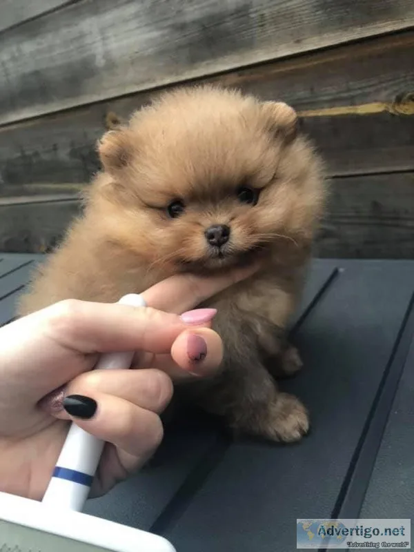 2 Pomeranian puppies