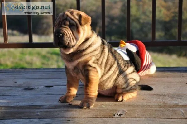 Beautiful litter of Chinese Shar Pei pups available