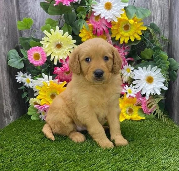 Golden Retriever Puppies for sale
