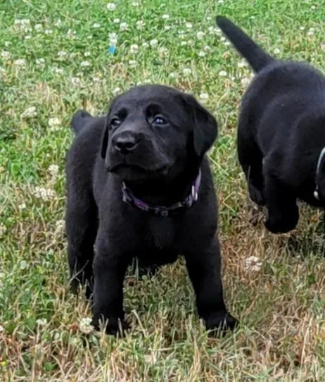 English Labrador puppies