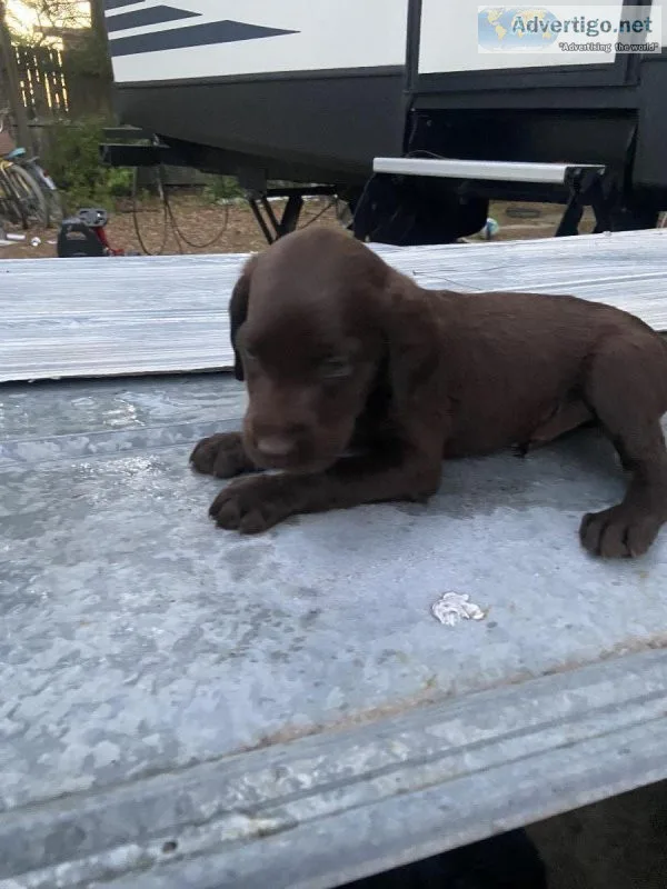 Lab and labradoodles