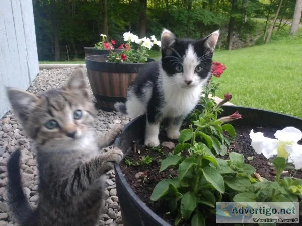 Adorable kittens