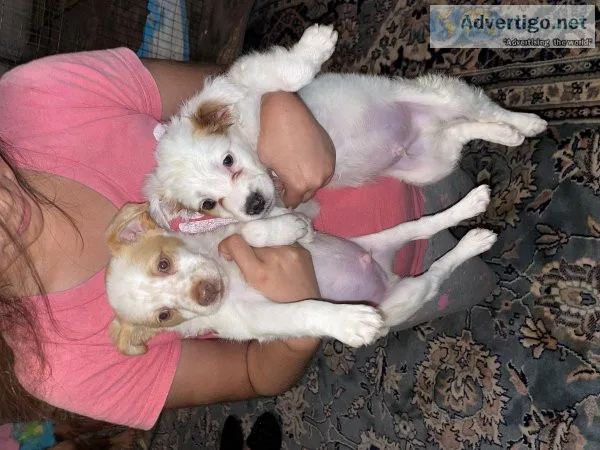 2 shih tzu chihuahua mix puppies