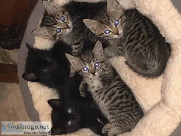 kittens free