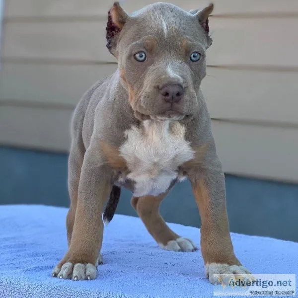 XL AMERICAN BULLY PUP