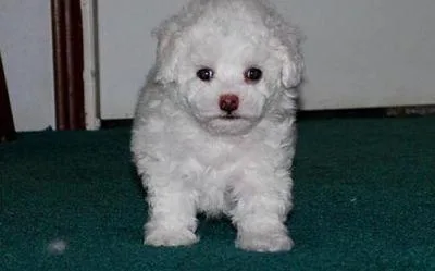 Charming Bichon Frise Puppies Available.