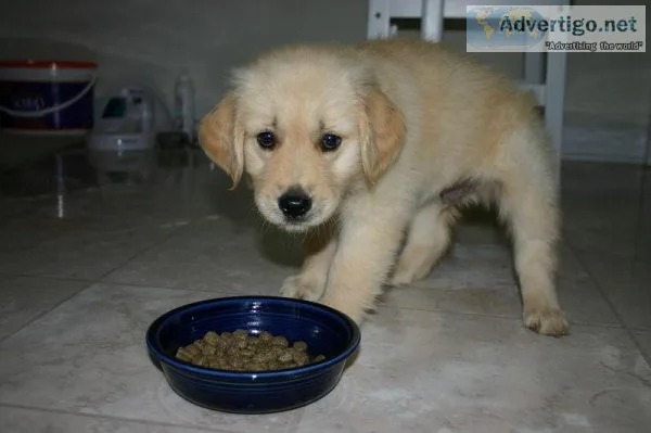 golden retriever