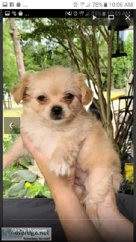 ShiChi puppies
