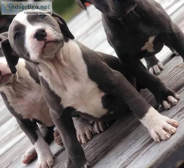 American pitbull - Last Male