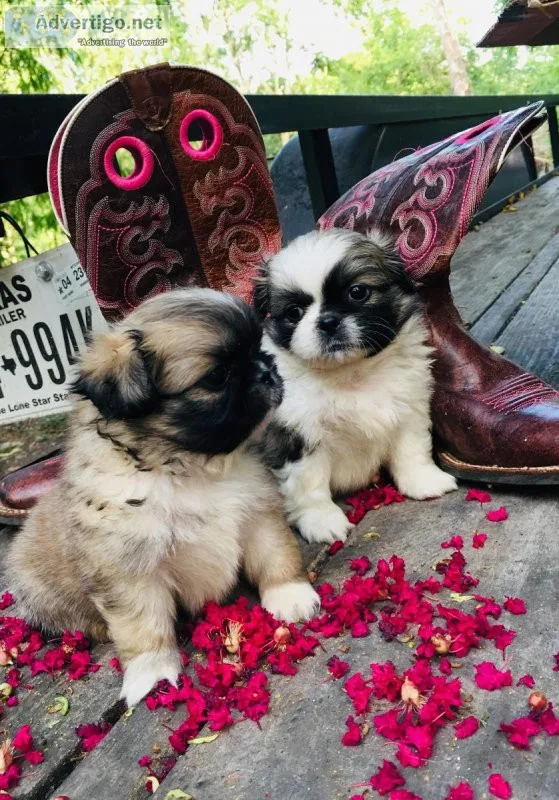 Pekingese Puppies