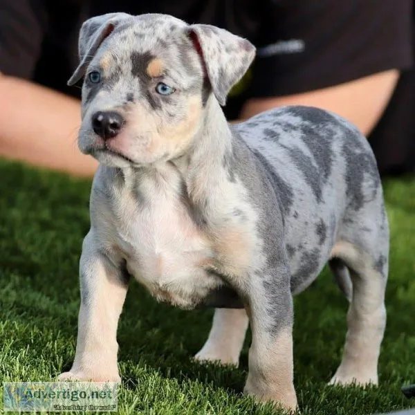 EXTREME Show QualityABKC American Pocket Bully