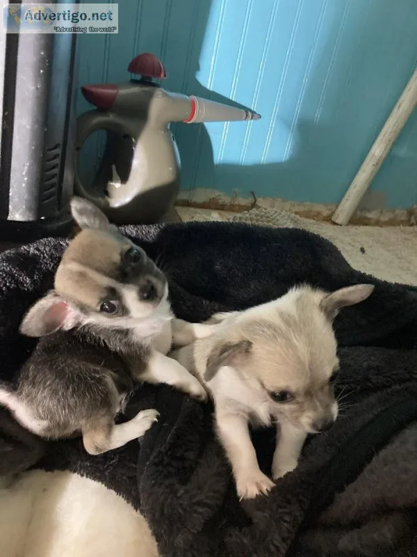 Chihuahua Puppies