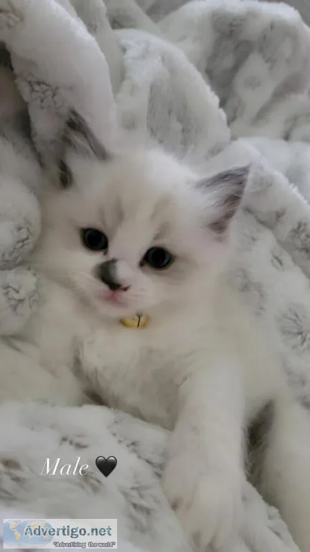 Ragdoll kittens 