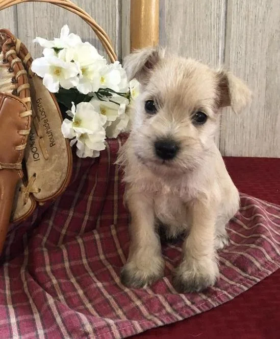 Akc Registered Miniature Schnauzer Puppies