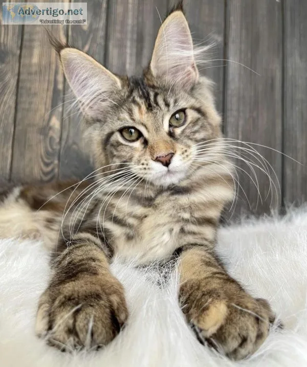 Female maine coon kitten