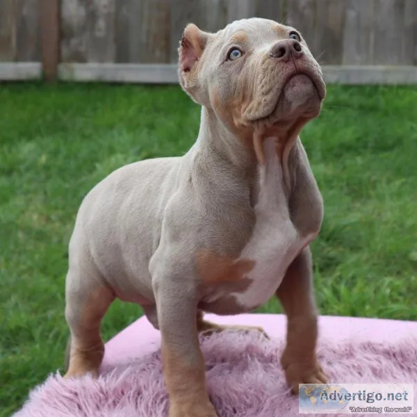 ABKC American Pocket Bully s
