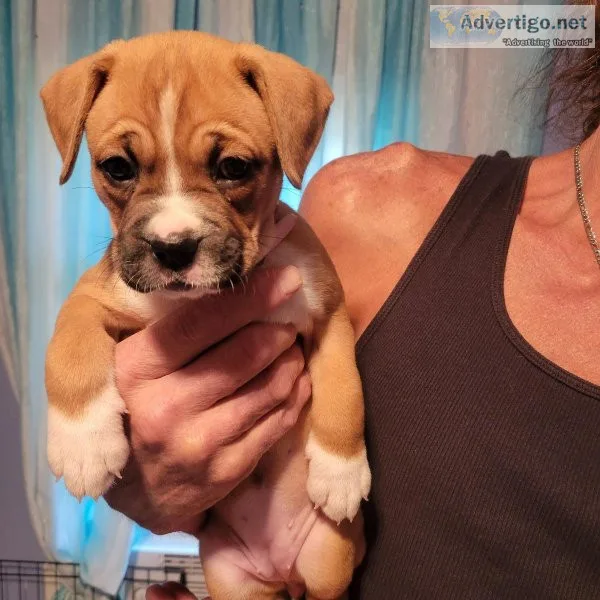 Boxer female puppy