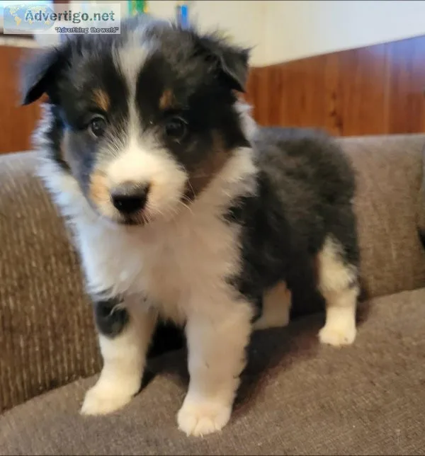 Shetland Sheepdog in need of a perfect home