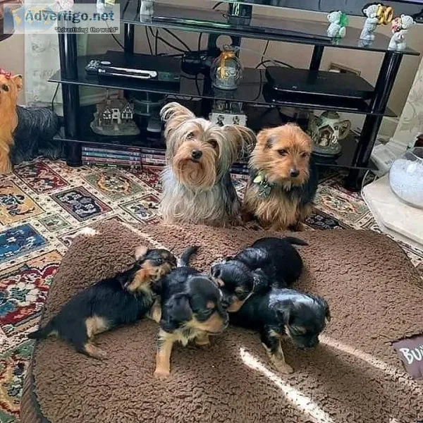 Adorable and lovely Yorkie puppies for adoption