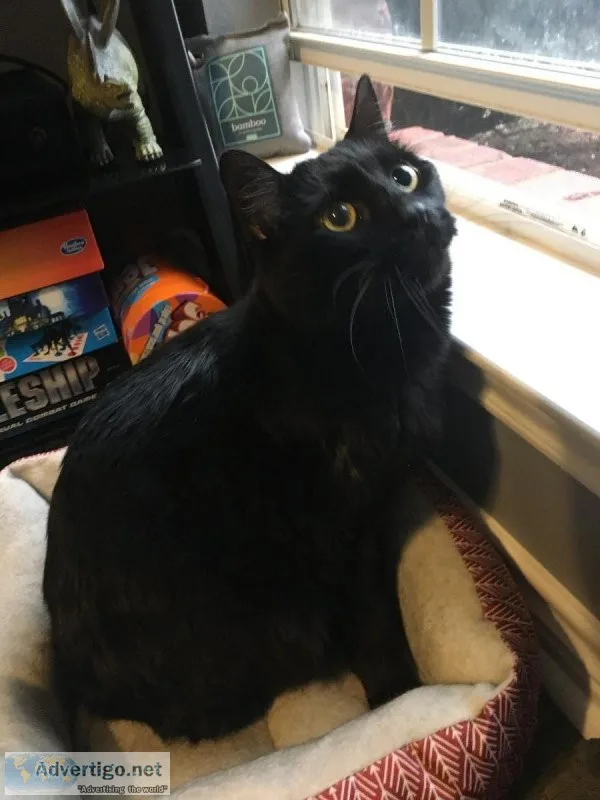 2 male cats