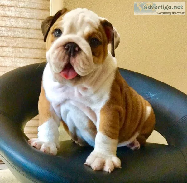 English Bulldog Puppies for Sale in India