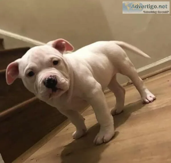 Puppy rehoming