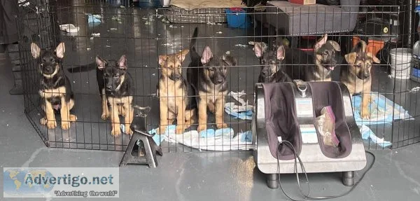 German Shepard Puppies