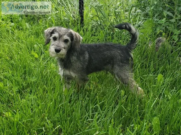 Tigger the Schnoodle