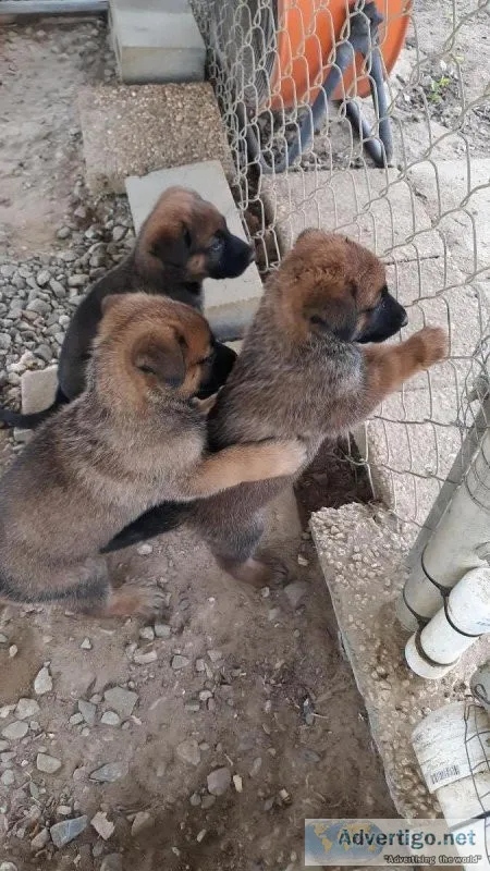 Belgian Malinois X German Shepherd puppies