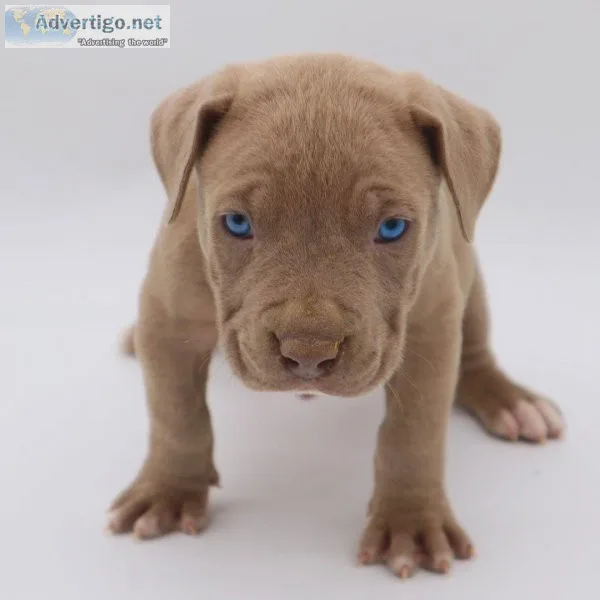 Xl bully puppies