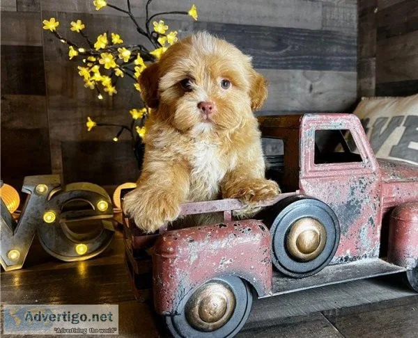 Maltipoo Puppies for sale