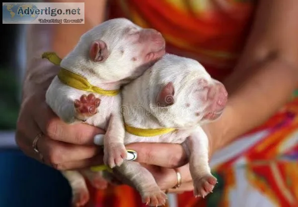 Dogs for sale
