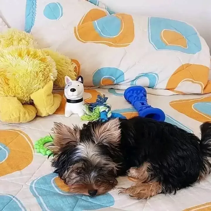 Yorkie puppy available for adoption