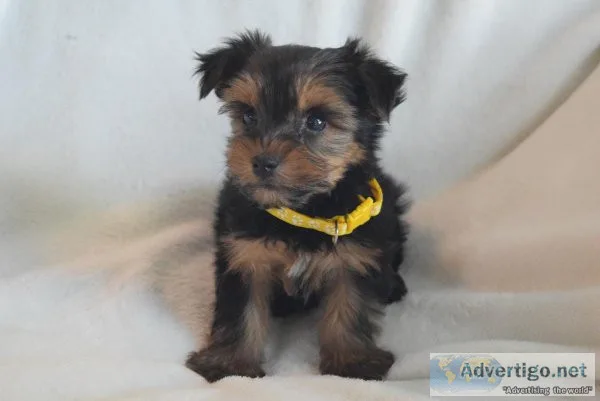 CKC Male Yorkies