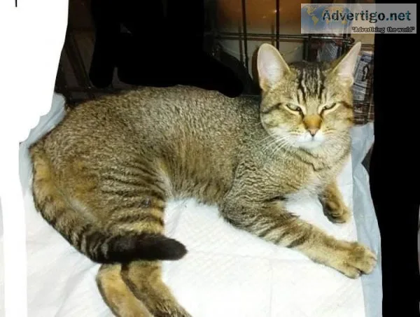 Chausie cat