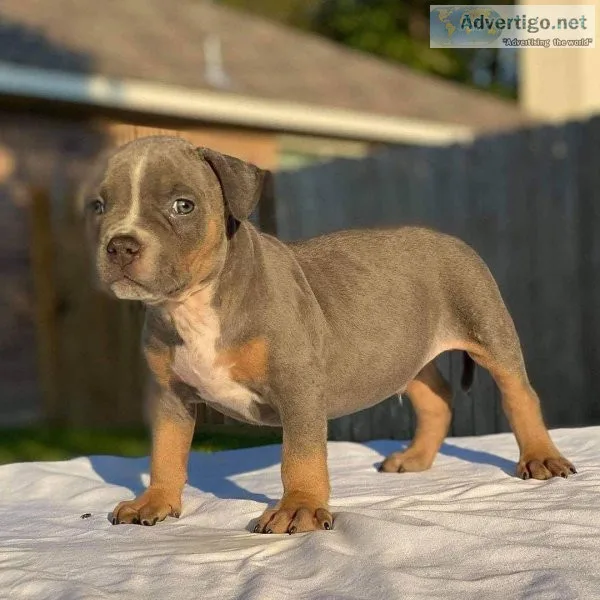 Choc Tri pocket Bully