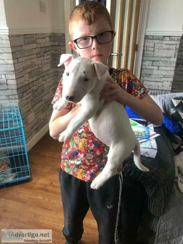 Cute Mini Bull Terrier Puppies