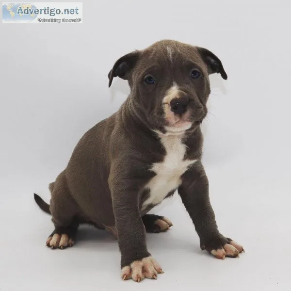 XL BULLY PUPPY FAWN FEMALE READY NOW