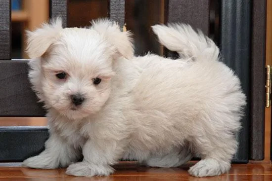 Lovely White Teacup Maltese puppies available