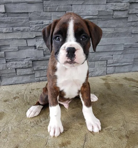 Boxer puppies for sale