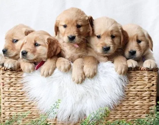 Golden Retriever Puppies for sale